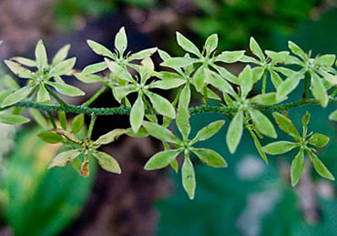 flowers along stem